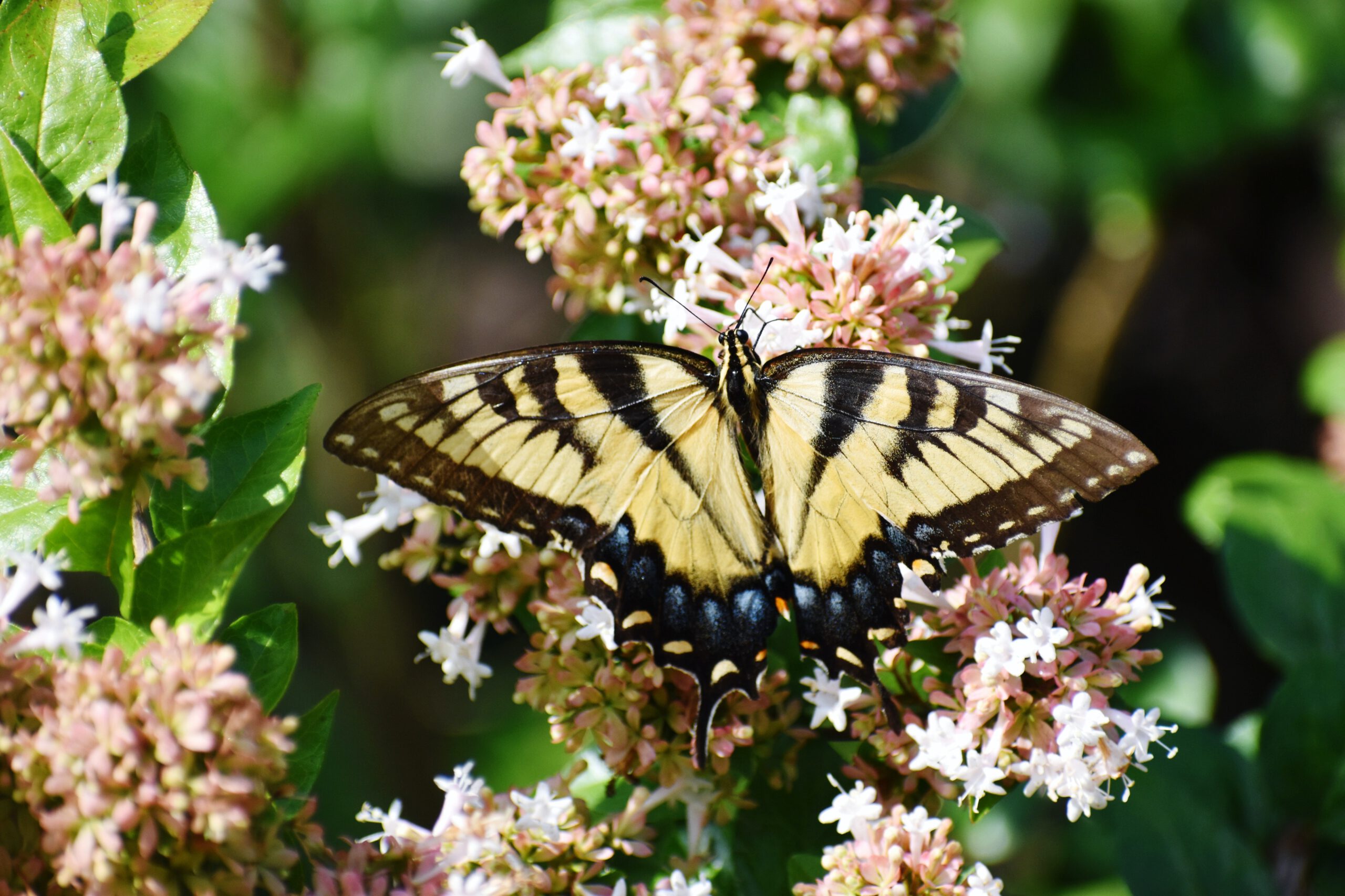 How to Make a Butterfly Garden